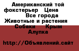 Американский той фокстерьер › Цена ­ 25 000 - Все города Животные и растения » Собаки   . Крым,Алупка